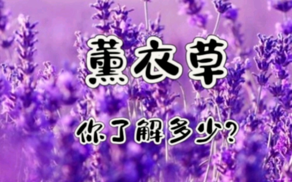 薰衣草你了解多少？