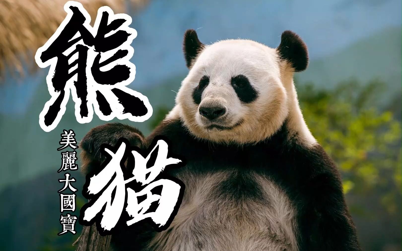 【自然科普】美丽大国宝---熊猫。“绝世珍宝活化石~”