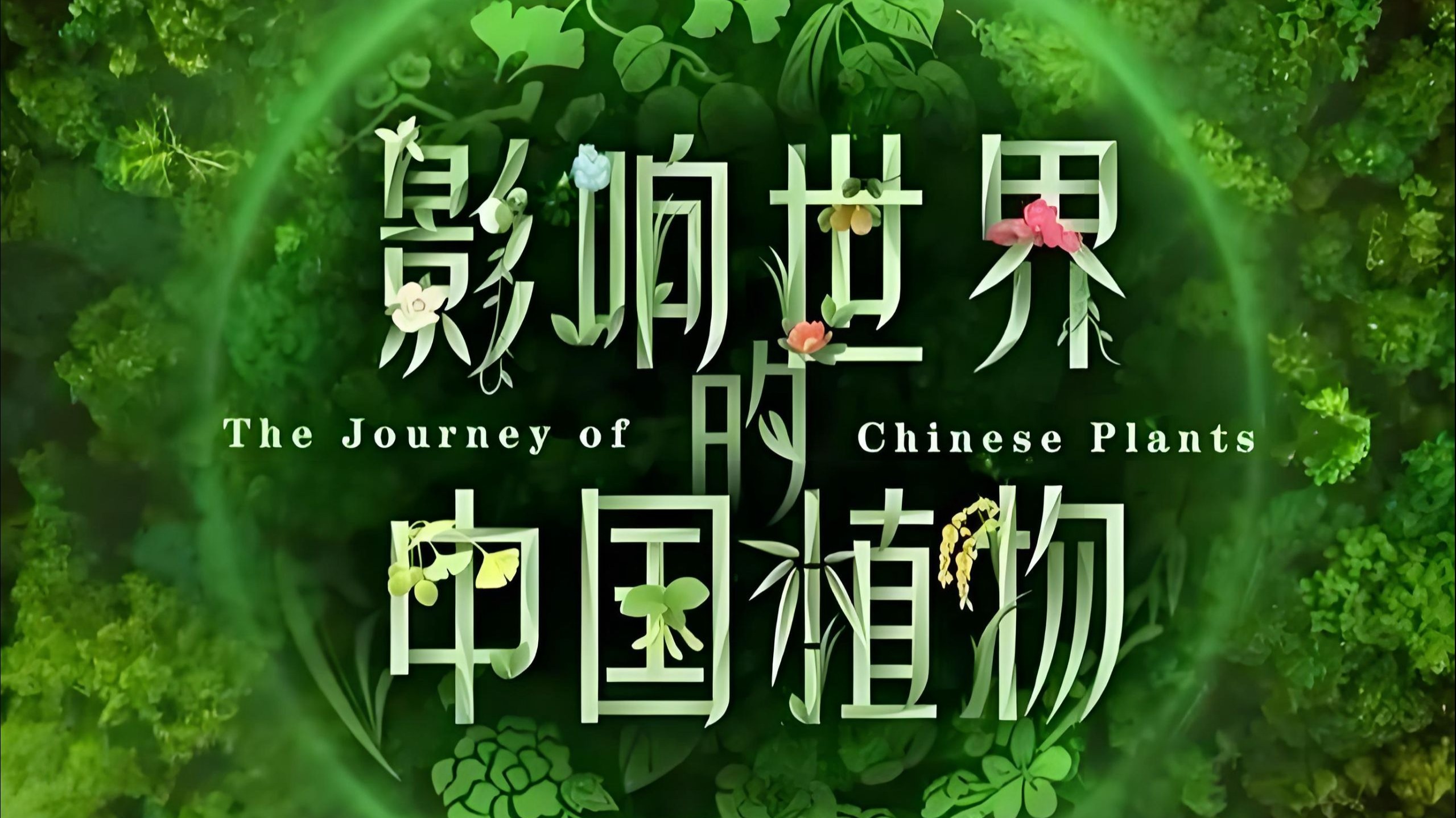 高分纪录片《影响世界的中国植物》全20集