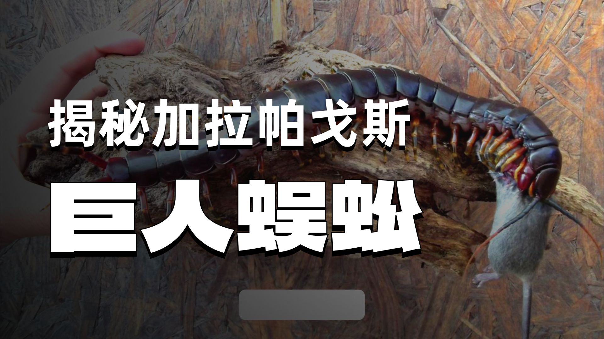 加拉帕戈斯巨人蜈蚣