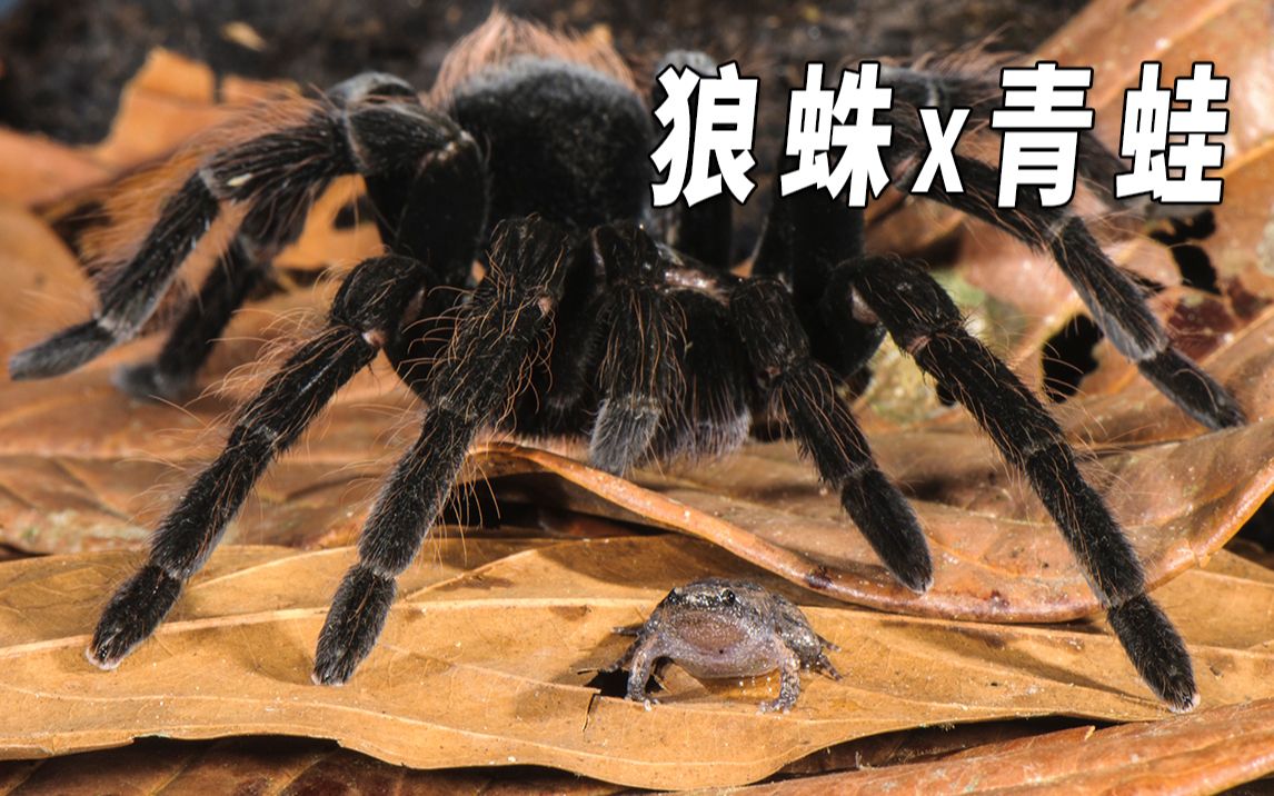 花心青蛙和它的狼蛛保镖，他们居然产生了共生关系?