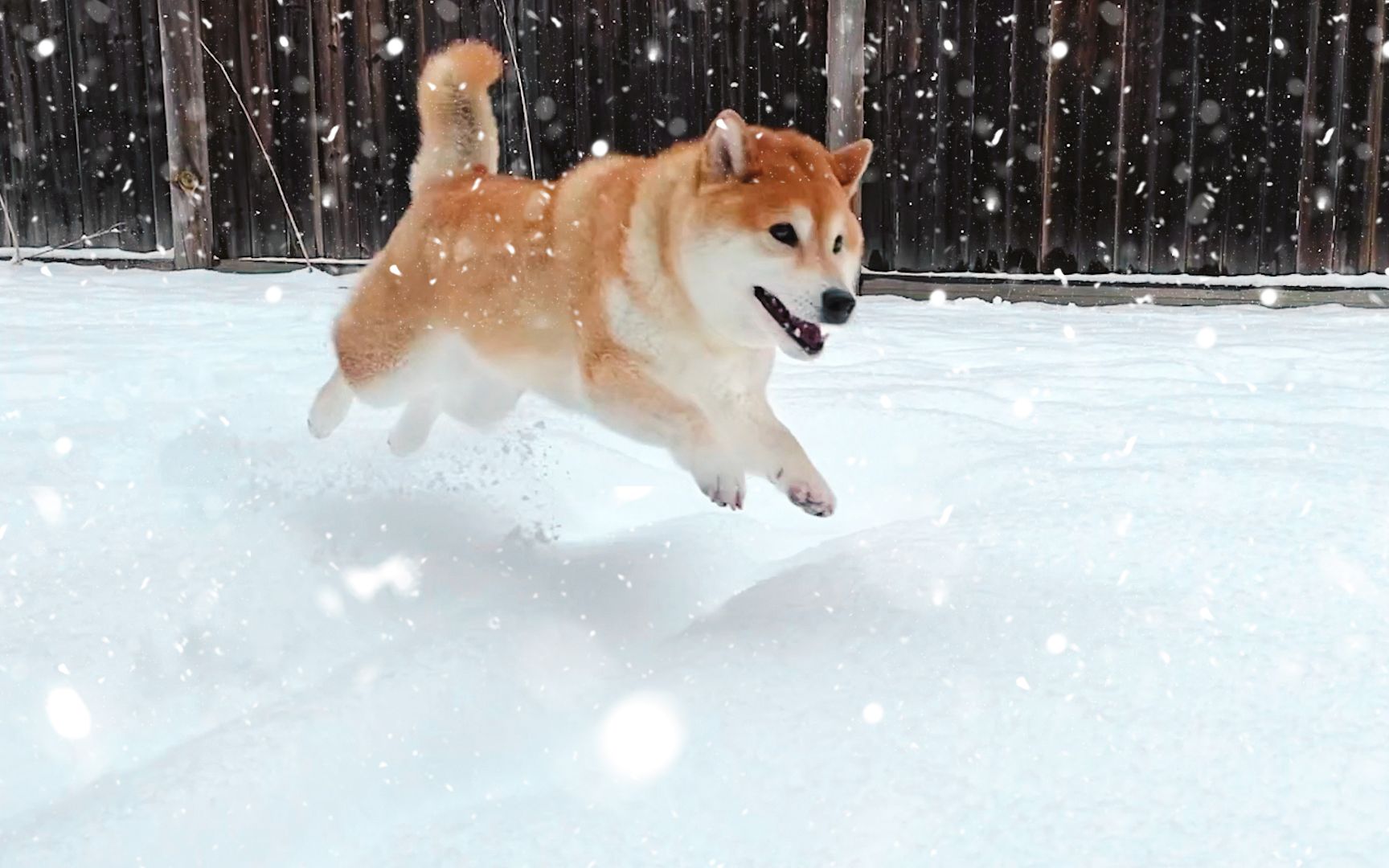 当狗狗看到大雪，玩疯了