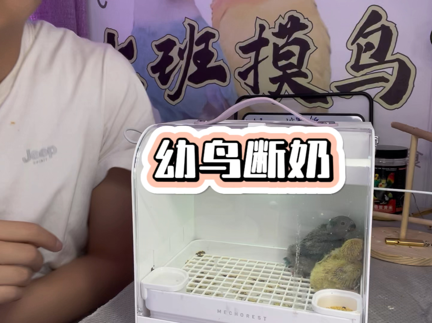 鹦鹉如何断奶，鹦鹉幼鸟断奶从25天就要准备了！