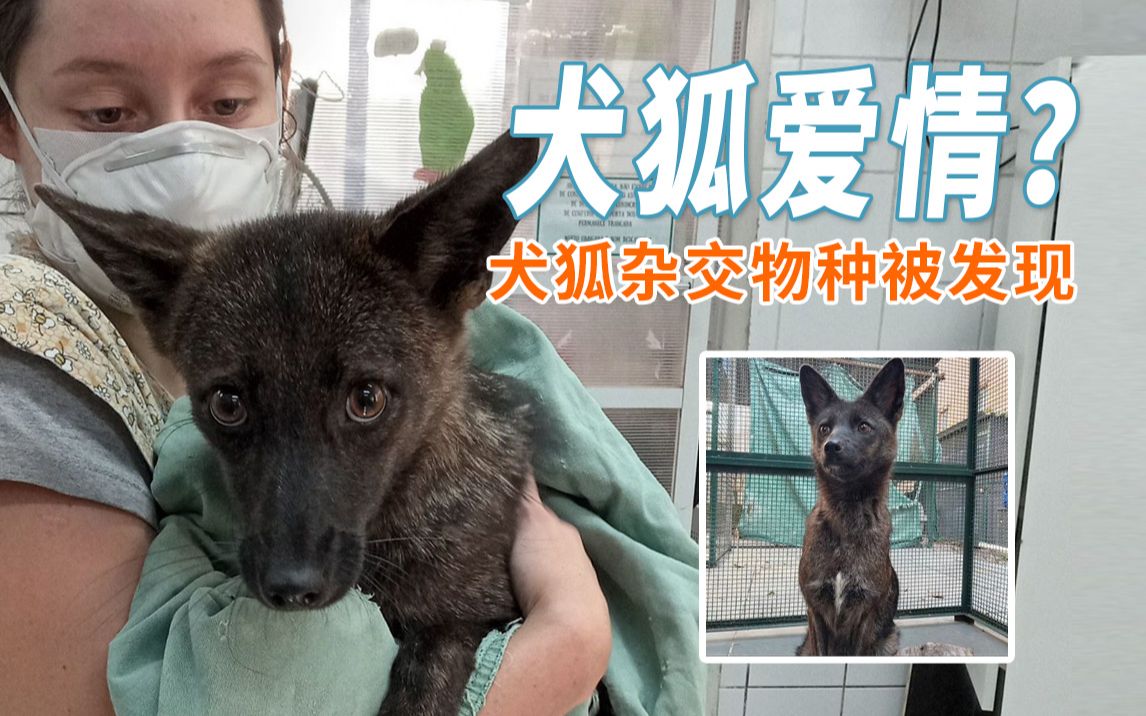 犬狐爱情？史上第一只犬狐杂交物种被发现！
