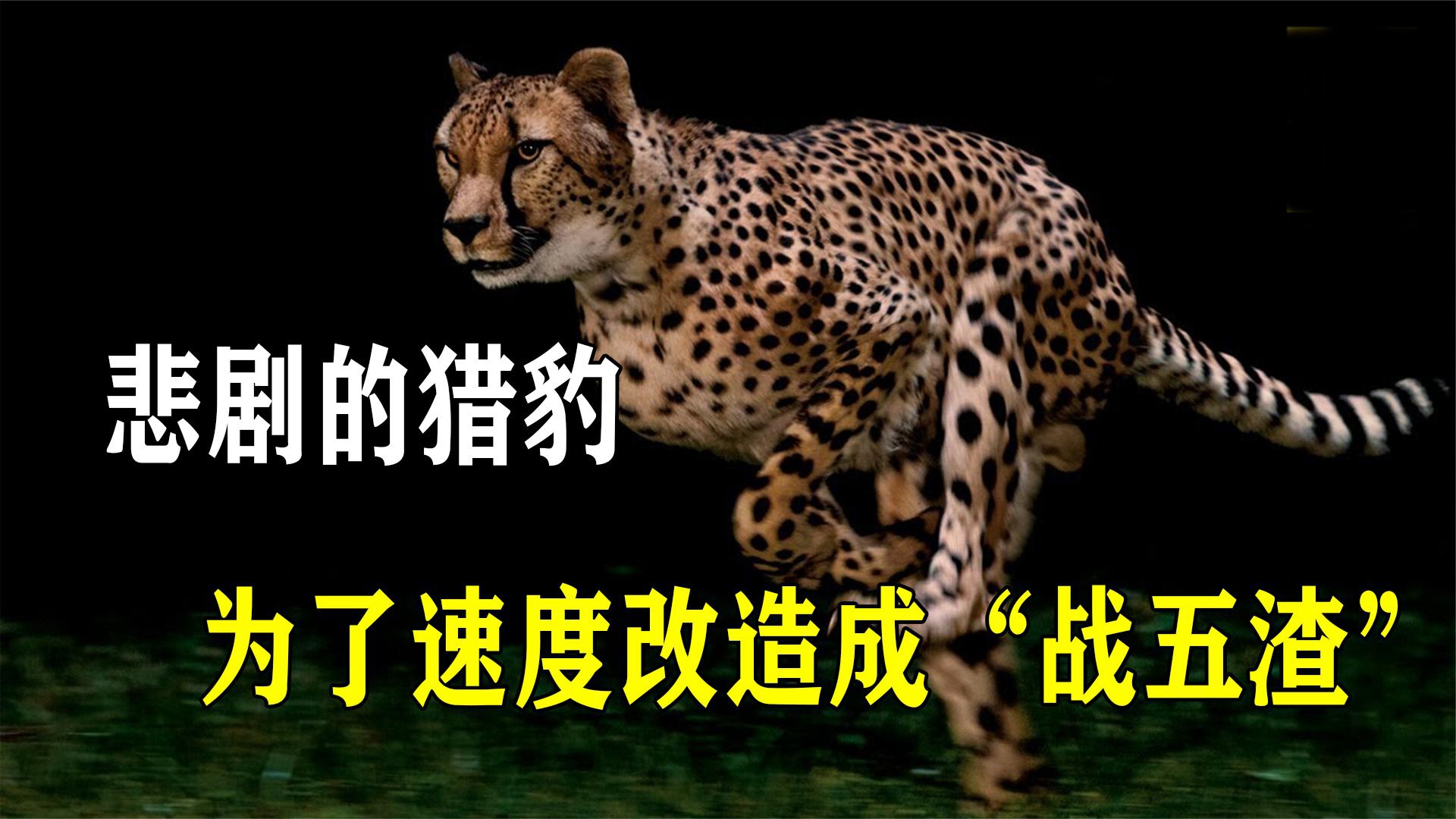 悲剧的猎豹，为了速度自我改造成“战五渣”，还经常被狮子猎杀