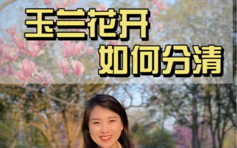 跟着花期看玉兰，二乔玉兰、宝华玉兰、白玉兰、紫玉兰…你是否能分清？