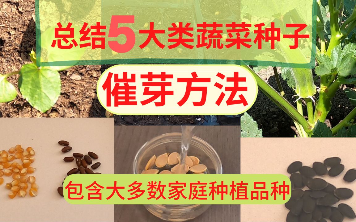 蔬菜种子是否需要催芽？总结5大类蔬菜种子的特点和发芽条件 包含大多数家庭种植品种