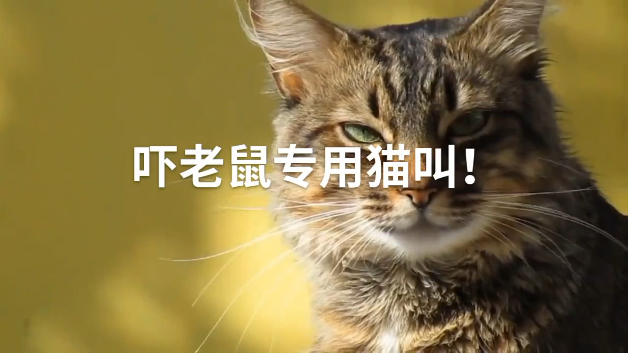 吓老鼠专用猫叫