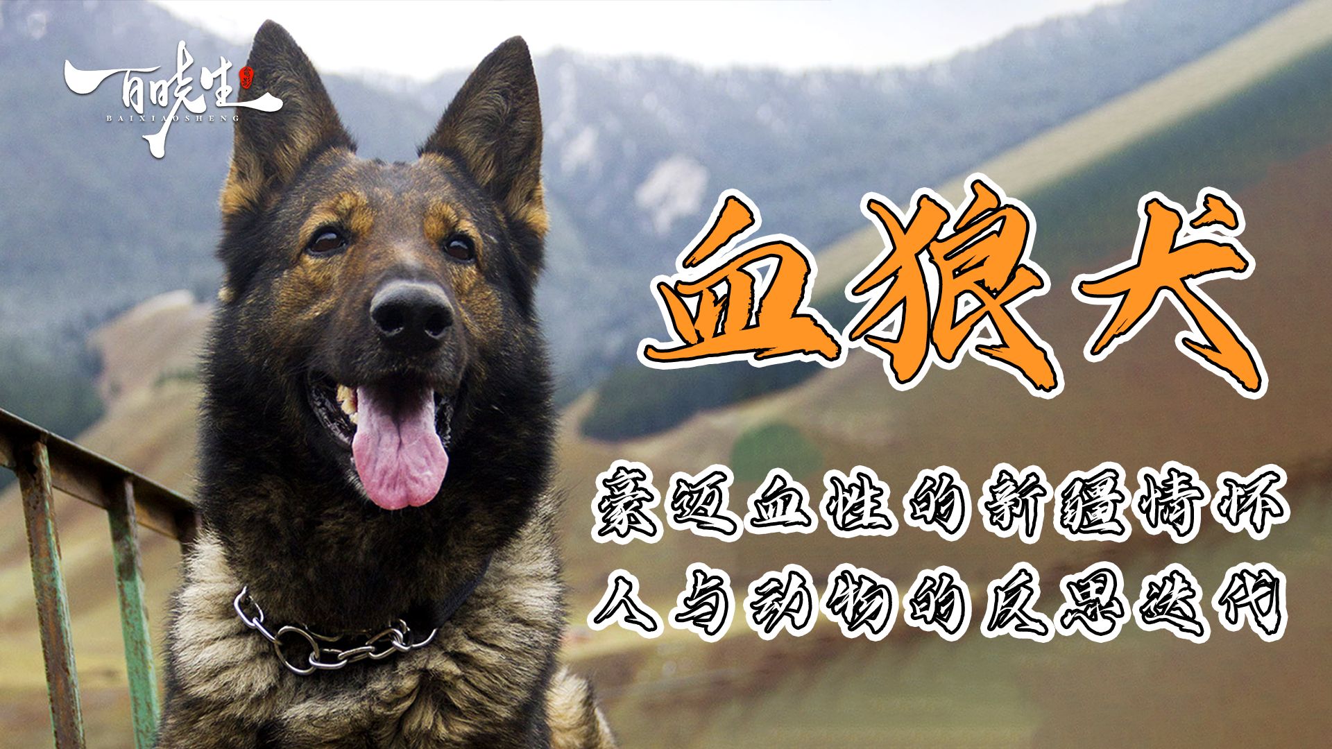 《血狼犬》新疆人不玩虚的，零特效实拍狼犬大战，2026年没人敢这么拍