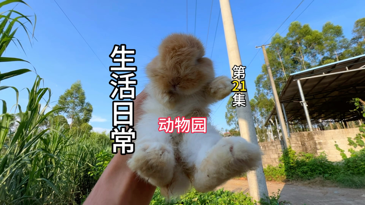 家里就像个小型动物园！