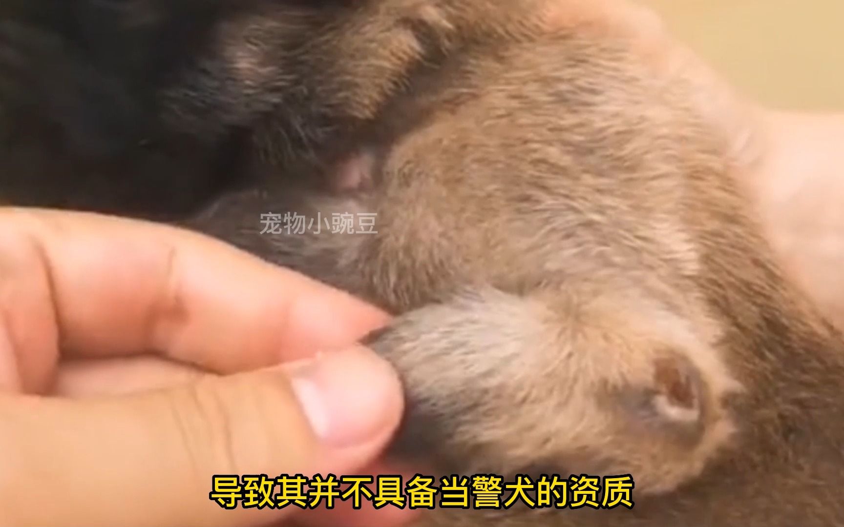 传奇警犬“巴氏三杰”，最励志的考编三兄弟，为了吃官粮各显神通