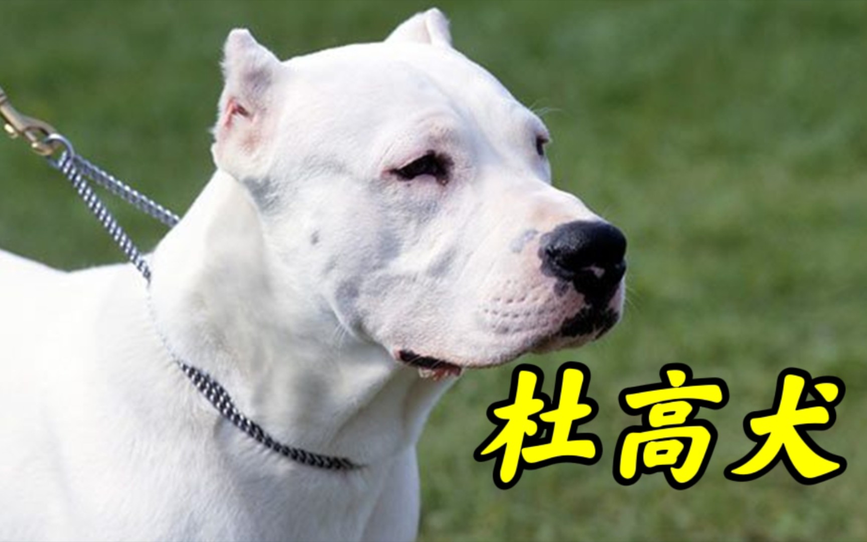 智商在线且身形敏捷的顶级狩猎犬，阿根廷死神杜高犬到底有多强大
