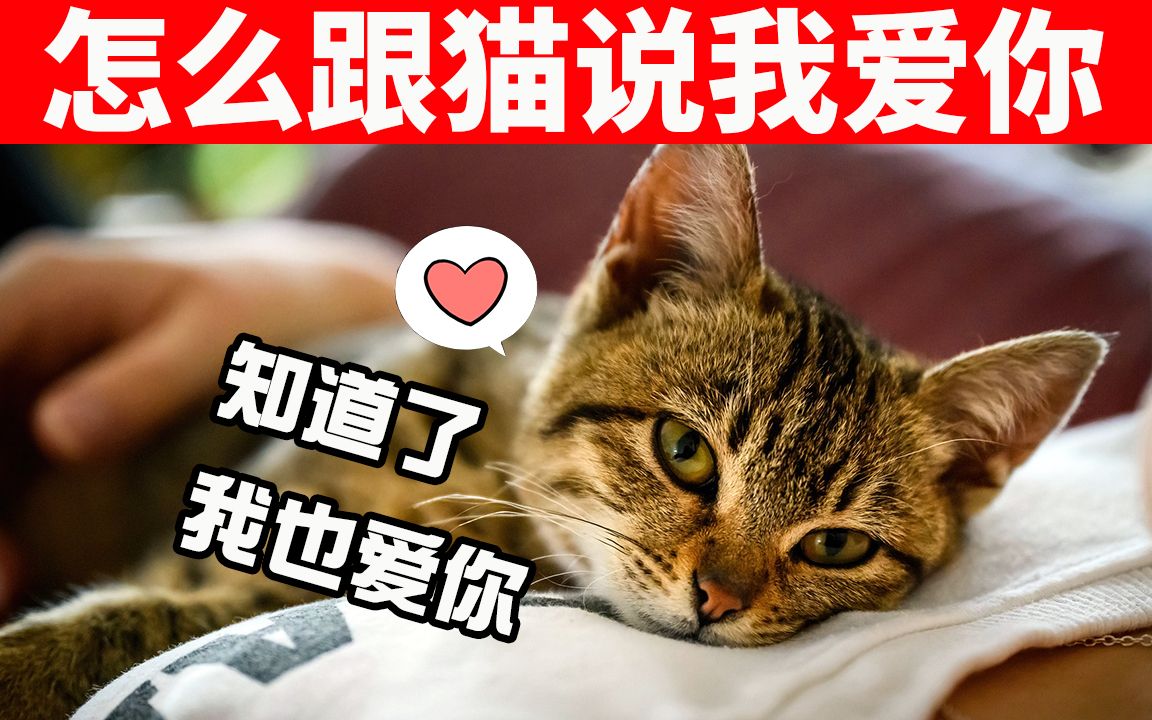 10种跟猫说“我爱你”的方法，用猫能理解的方式，让猫知道你爱它！ 【猫咪行为学EP2】