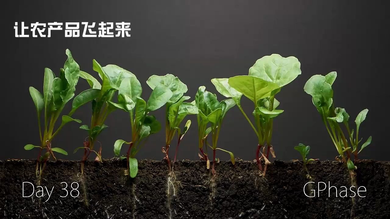2分钟带你看明白一个青菜蔬菜的40天成长全过程延时摄影