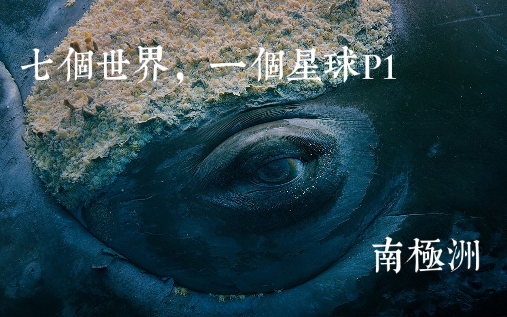 【想退休的BRUCE】一封写给地球的情书——原创解说【七个世界，一个星球】P1——【南极洲】