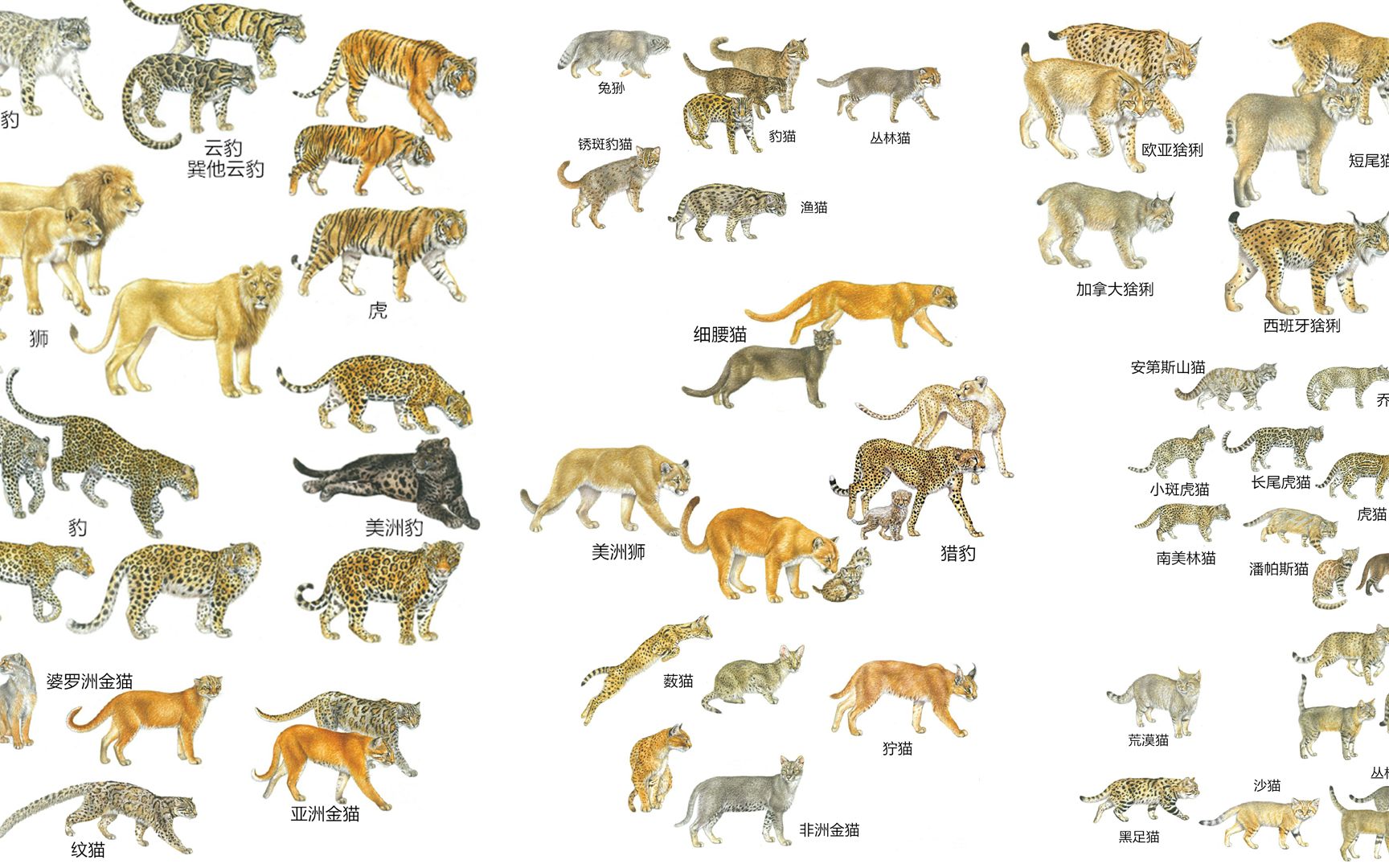 猫科家族起源与演化