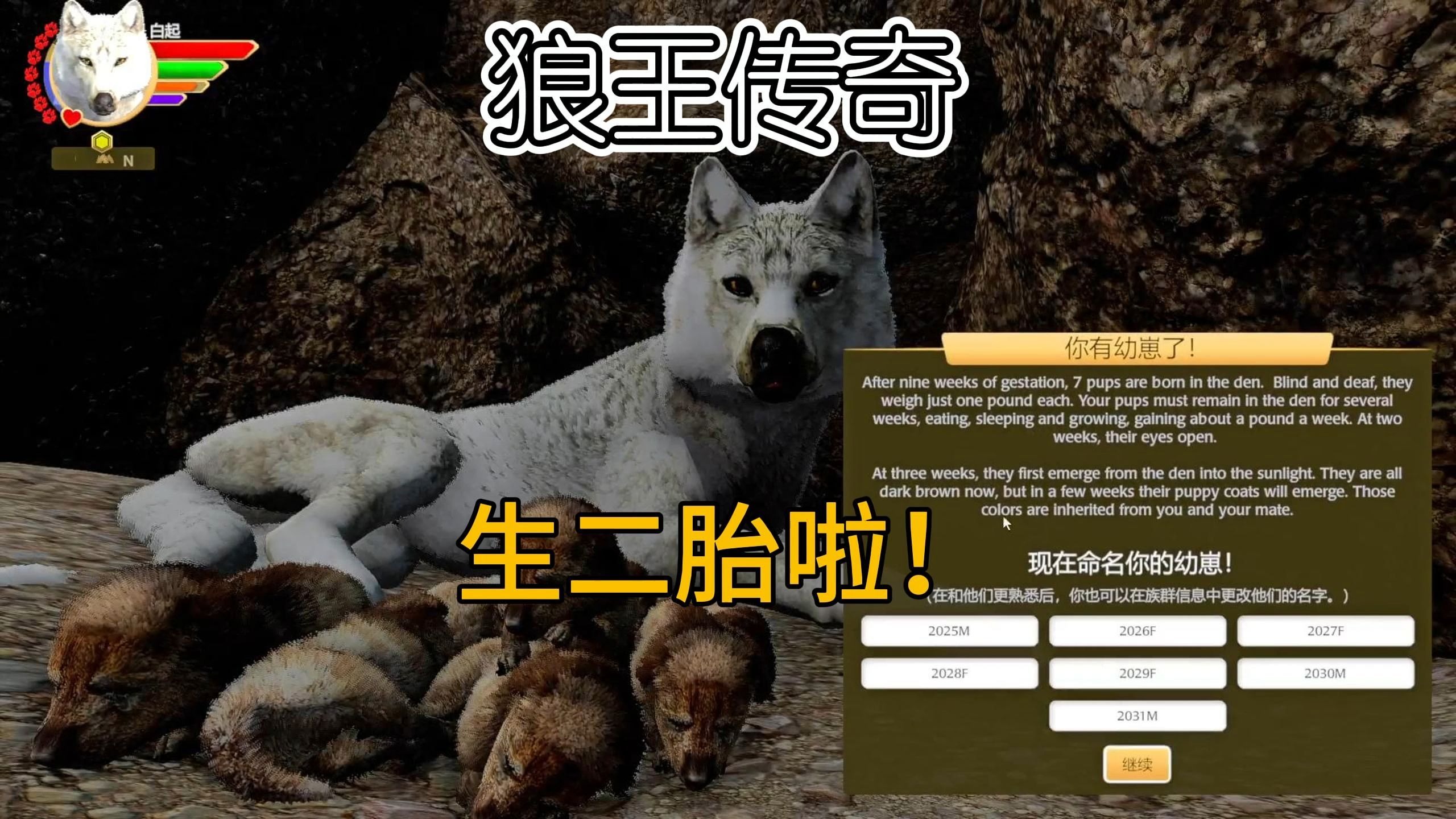 白家军一代狼娃长大了！又生了二胎！