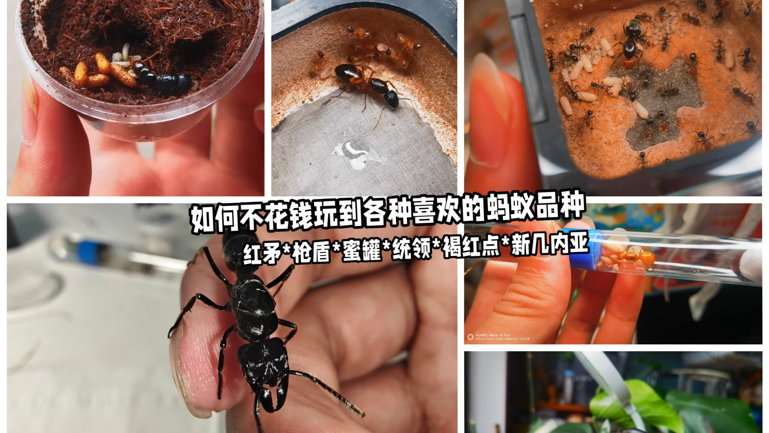 如何不花钱玩到各种喜欢的蚂蚁品种