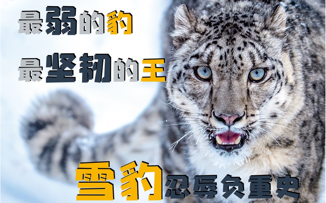 最弱的豹、最坚韧的王——雪豹忍辱负重史