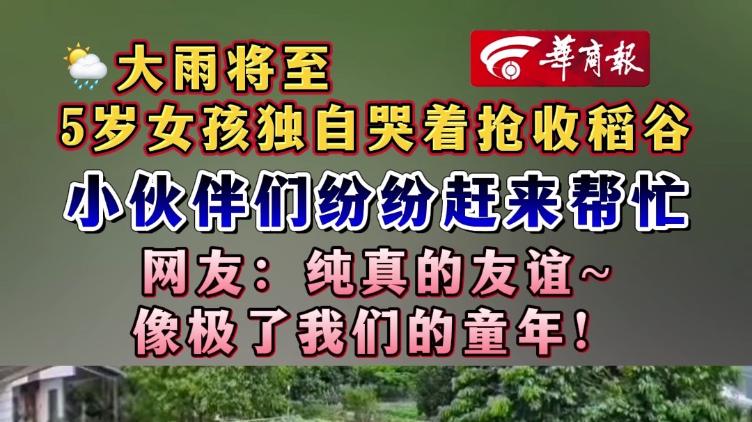 大雨将至 5岁女孩独自哭着抢收稻谷 小伙伴们纷纷赶来帮忙 网友：纯真的友谊~像极了我们的童年！