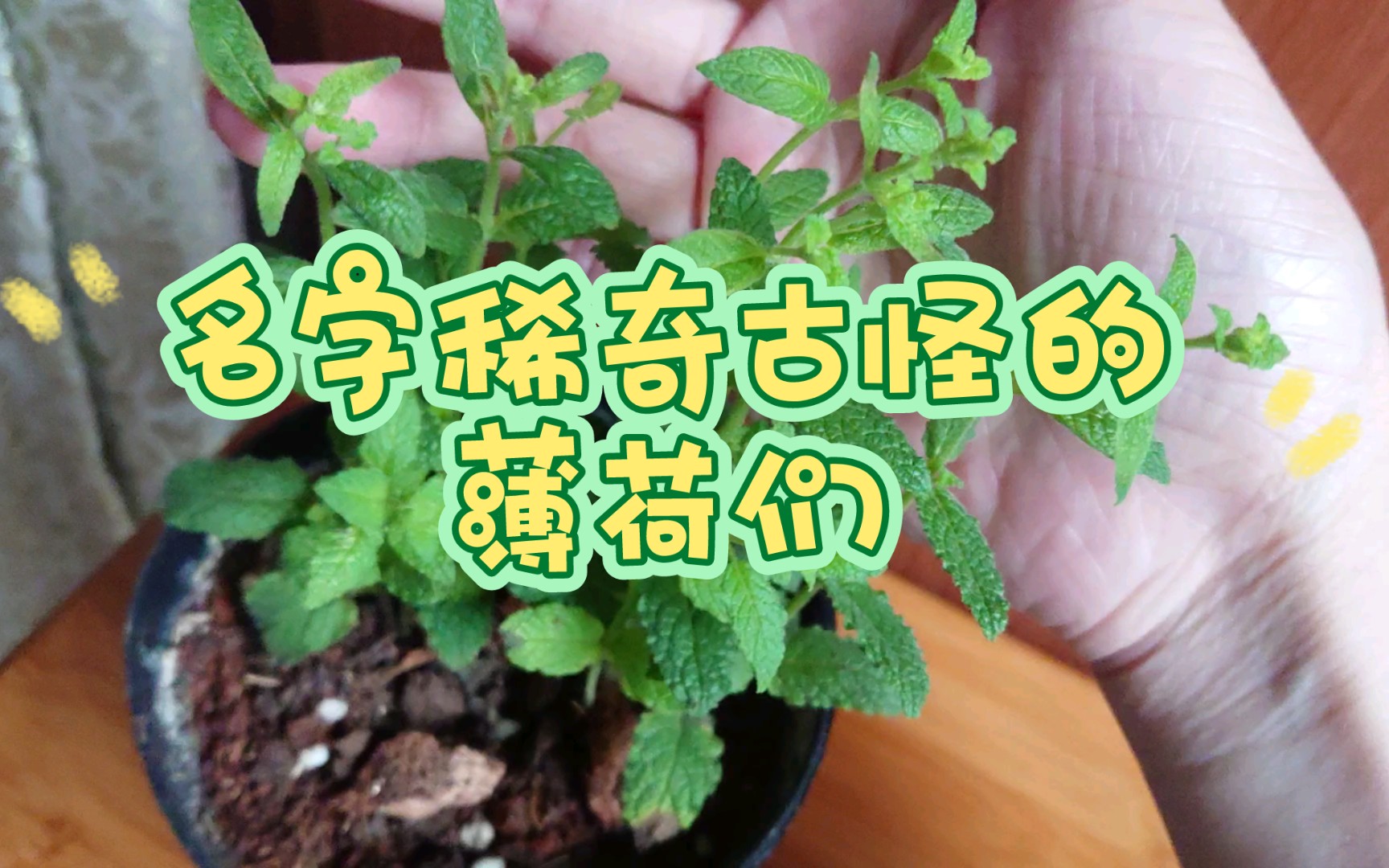 【薄荷介绍】草莓薄荷、苹果薄荷、香蕉薄荷、凤梨薄荷……这些名字稀奇古怪的薄荷你吃过吗？