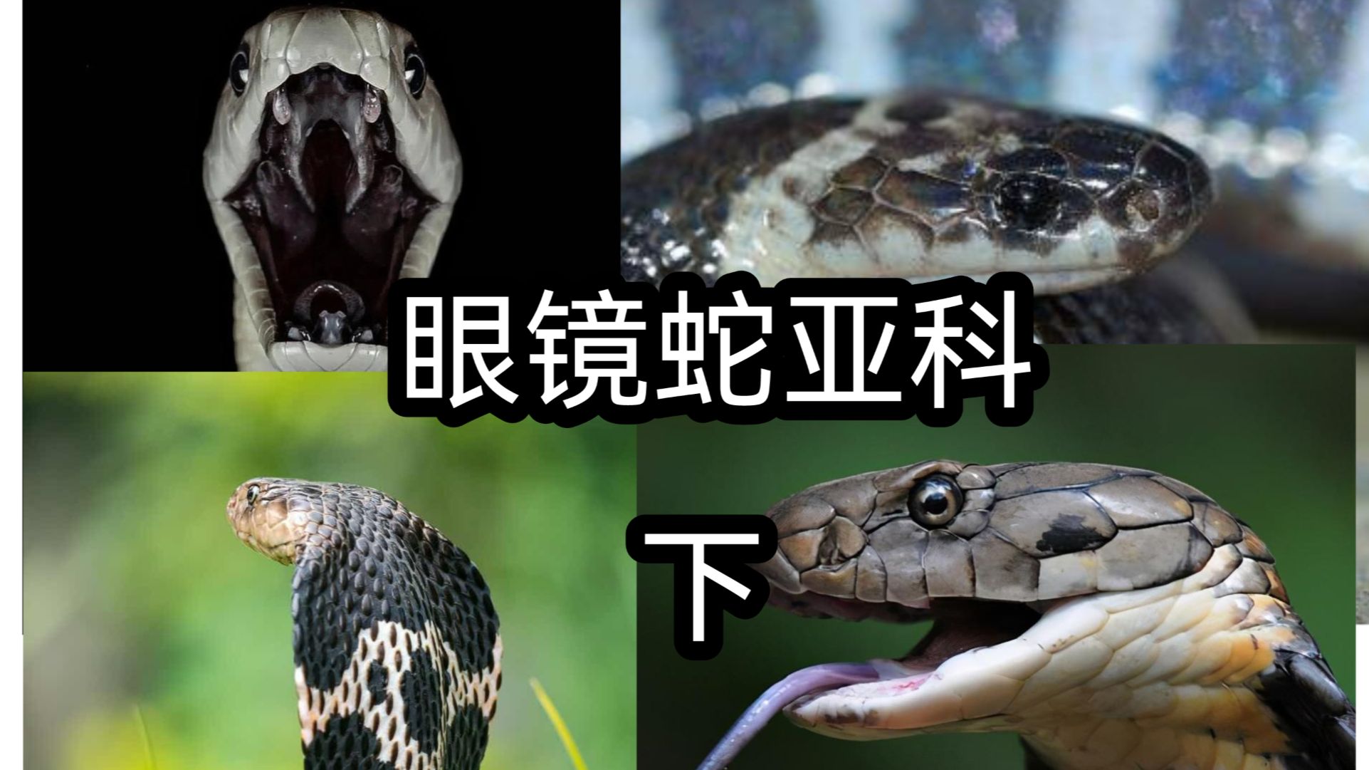 眼镜蛇和眼镜王蛇居然在同一亚科下？！眼镜蛇科群星聚集地--眼镜蛇亚科（下）