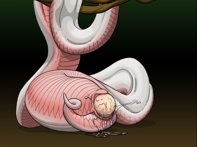 蛇下蛋3d动画