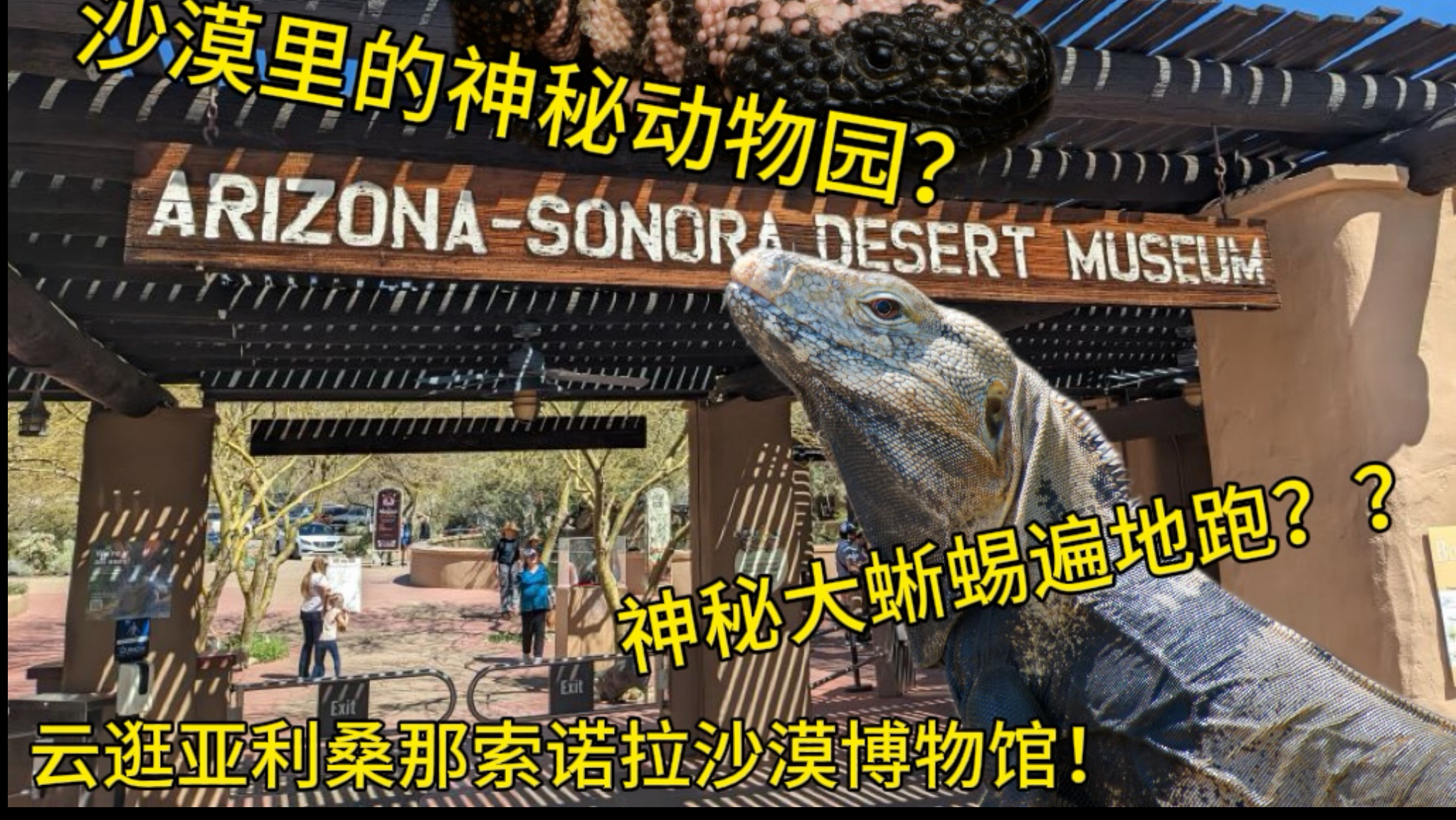 处于沙漠中心的动物园？云逛亚利桑那索诺拉沙漠博物馆！