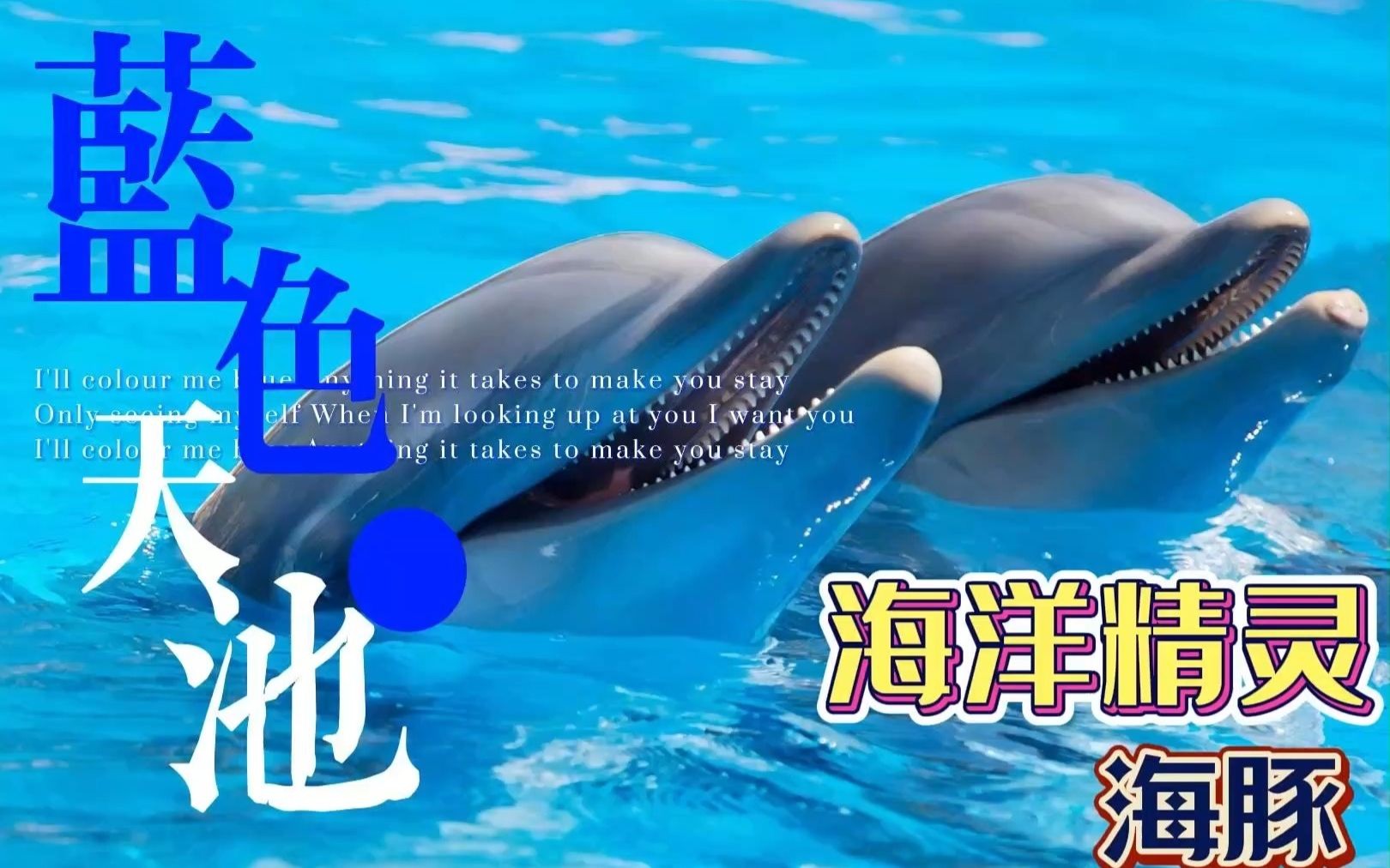 【自然科普】海洋精灵---海豚。来自微笑天使的治愈系视频