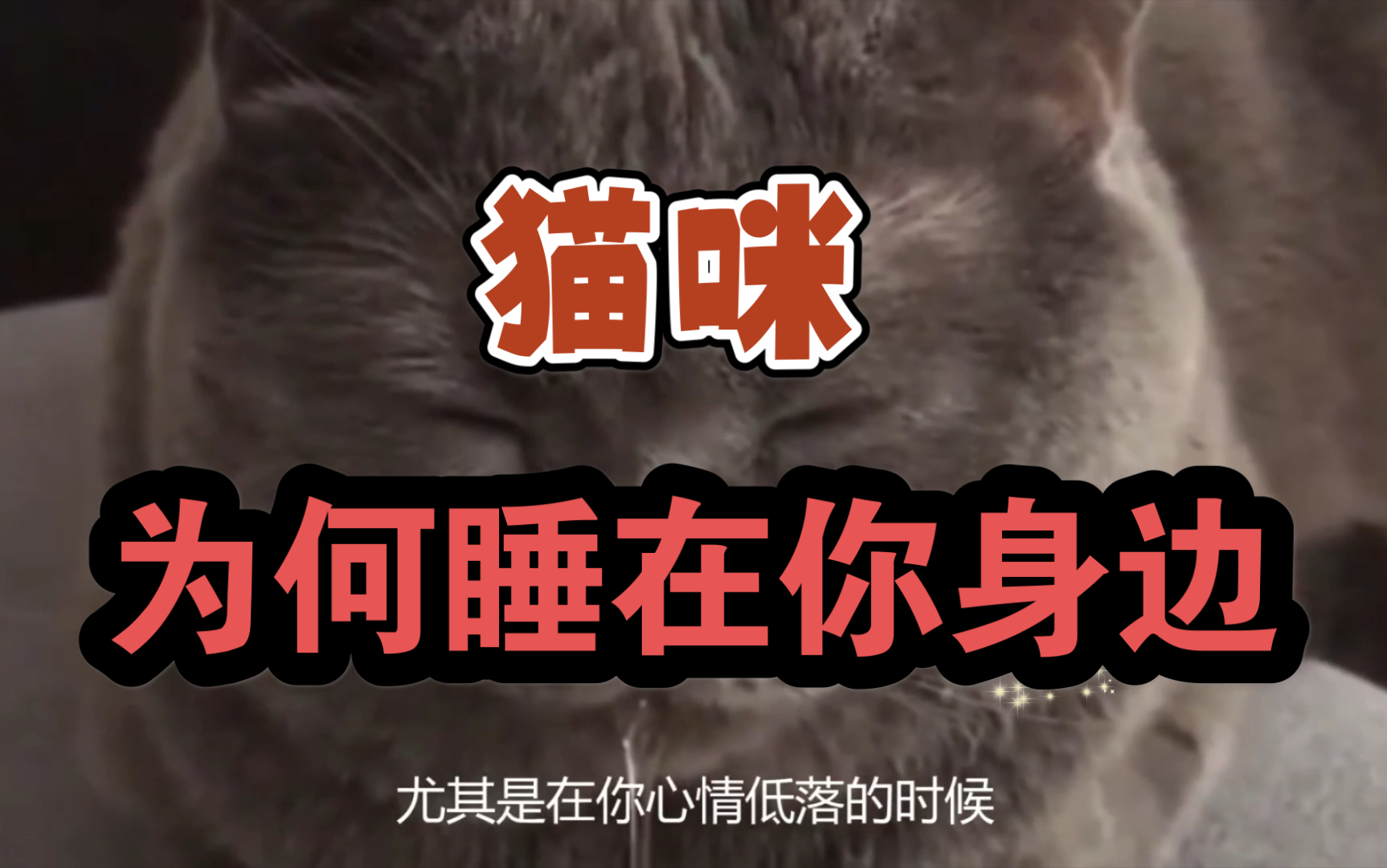 【科普】猫咪为何喜欢睡在你身边