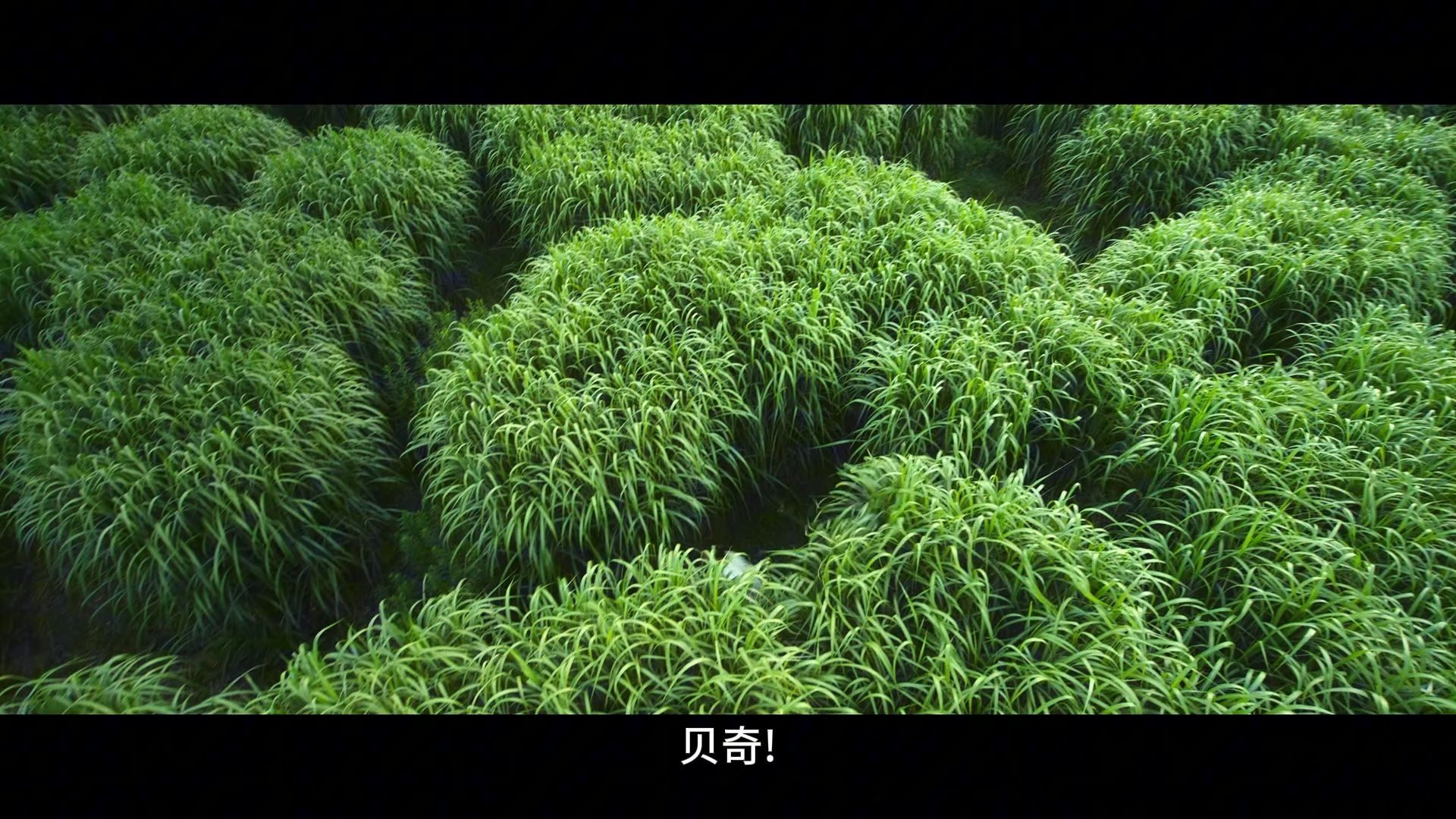 高草丛中