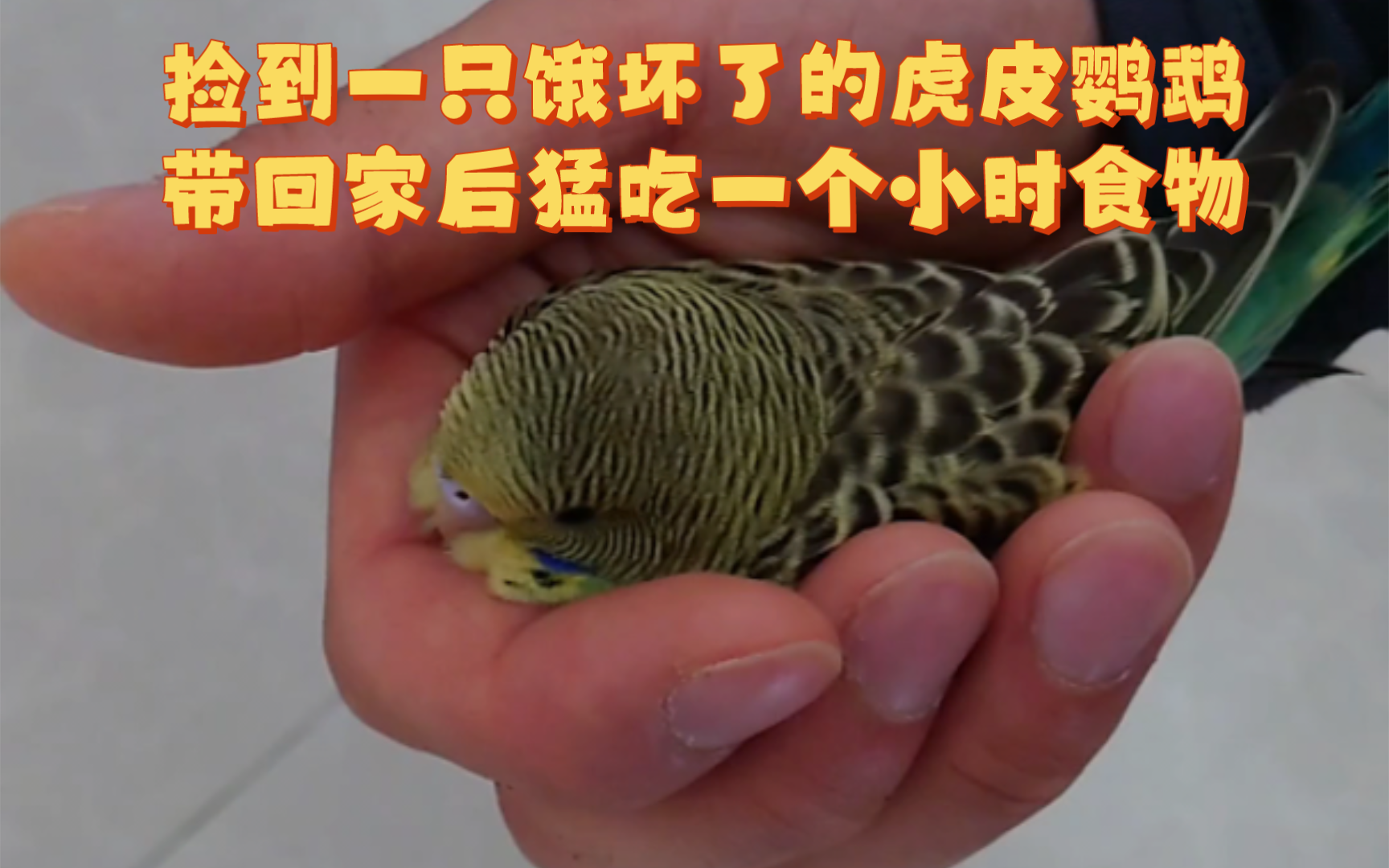 公园跑步捡到一只虎皮鹦鹉