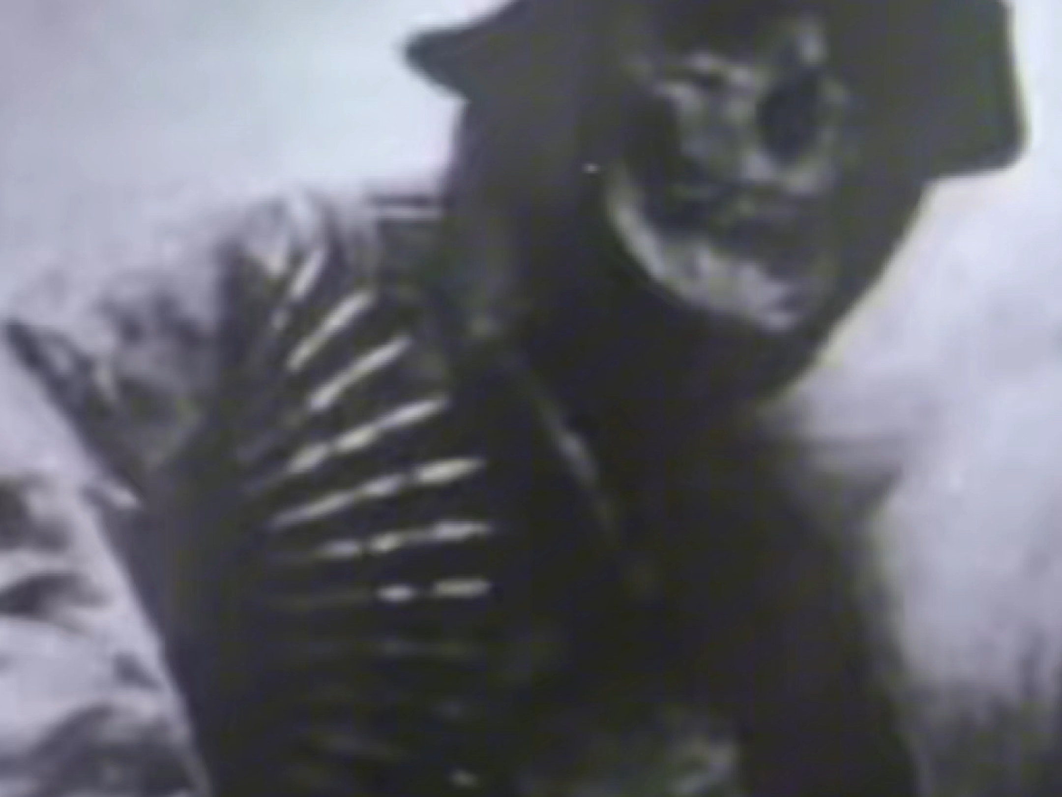 1942年似乎有一种生物比怪物还恐怖