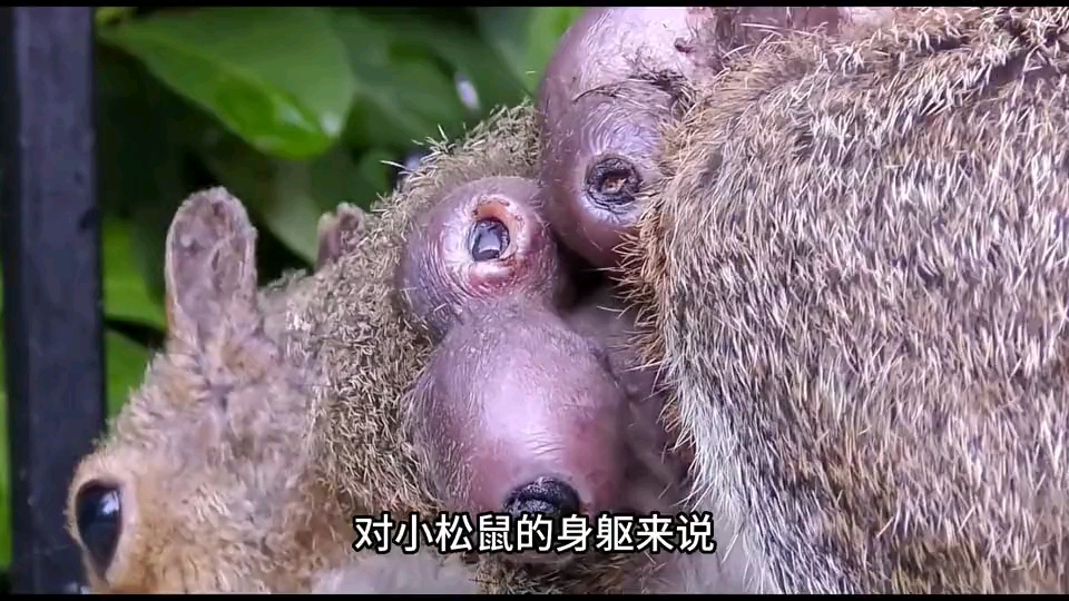 可怜的小松鼠被马蝇幼虫寄生，小伙暖救援！