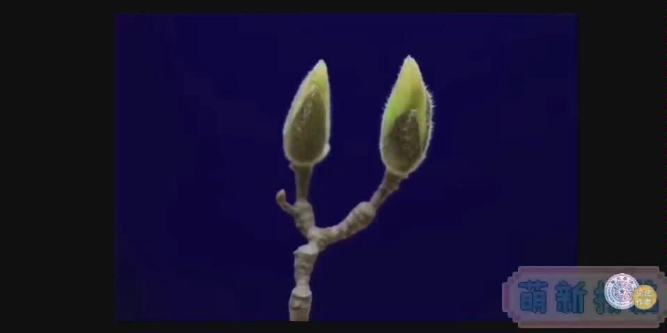 【延时摄影】玉兰花开放瞬间！
