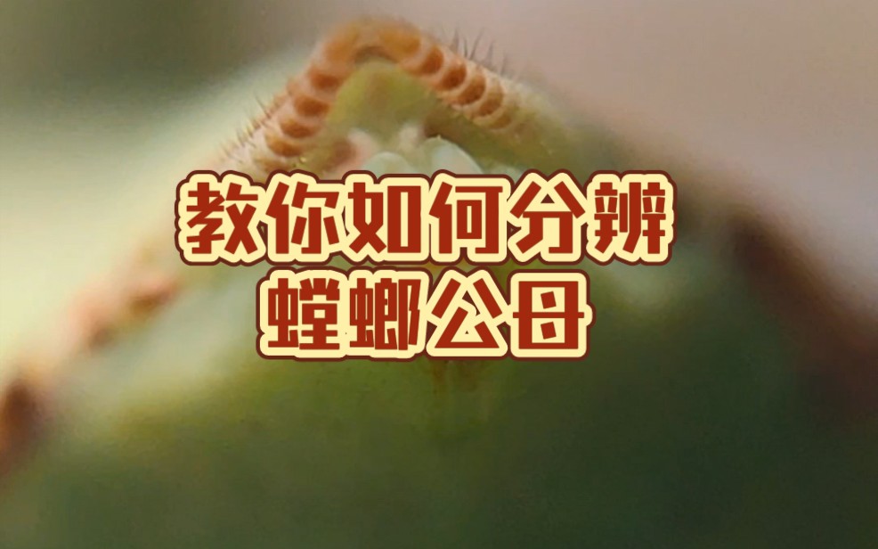 教你如何分辨螳螂公母雌雄