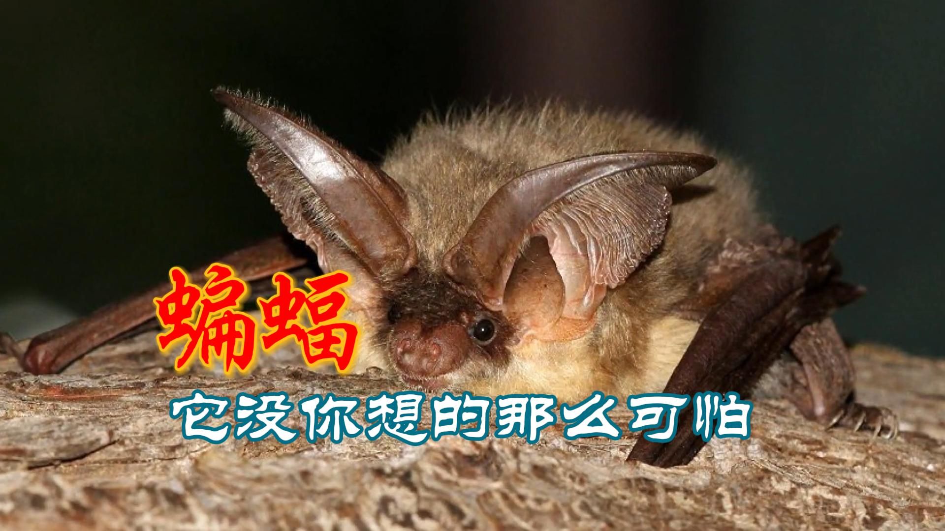 被误解的蝙蝠