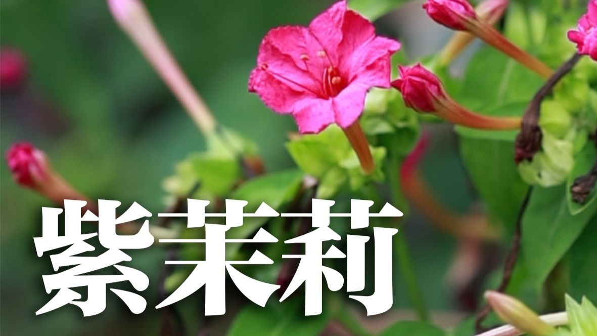 紫茉莉，红楼梦里的茉莉粉到底是什么？