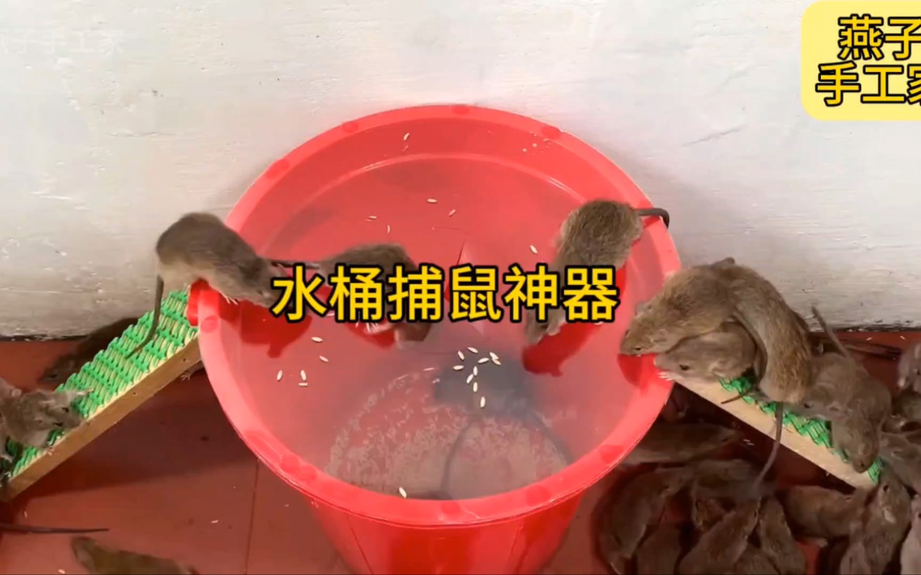 水桶捕鼠神器