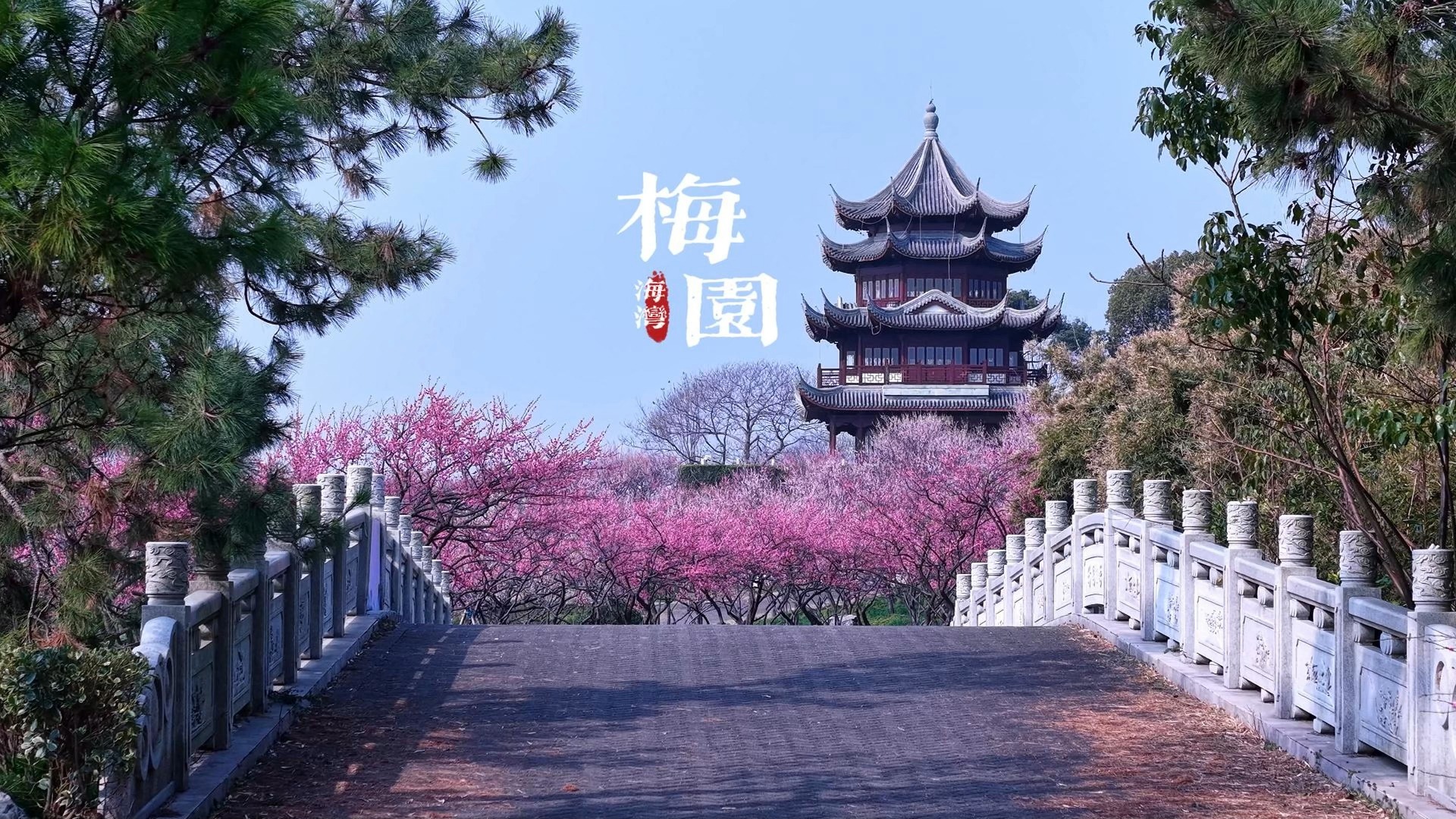 4K|上海海湾森林公园梅花秘境