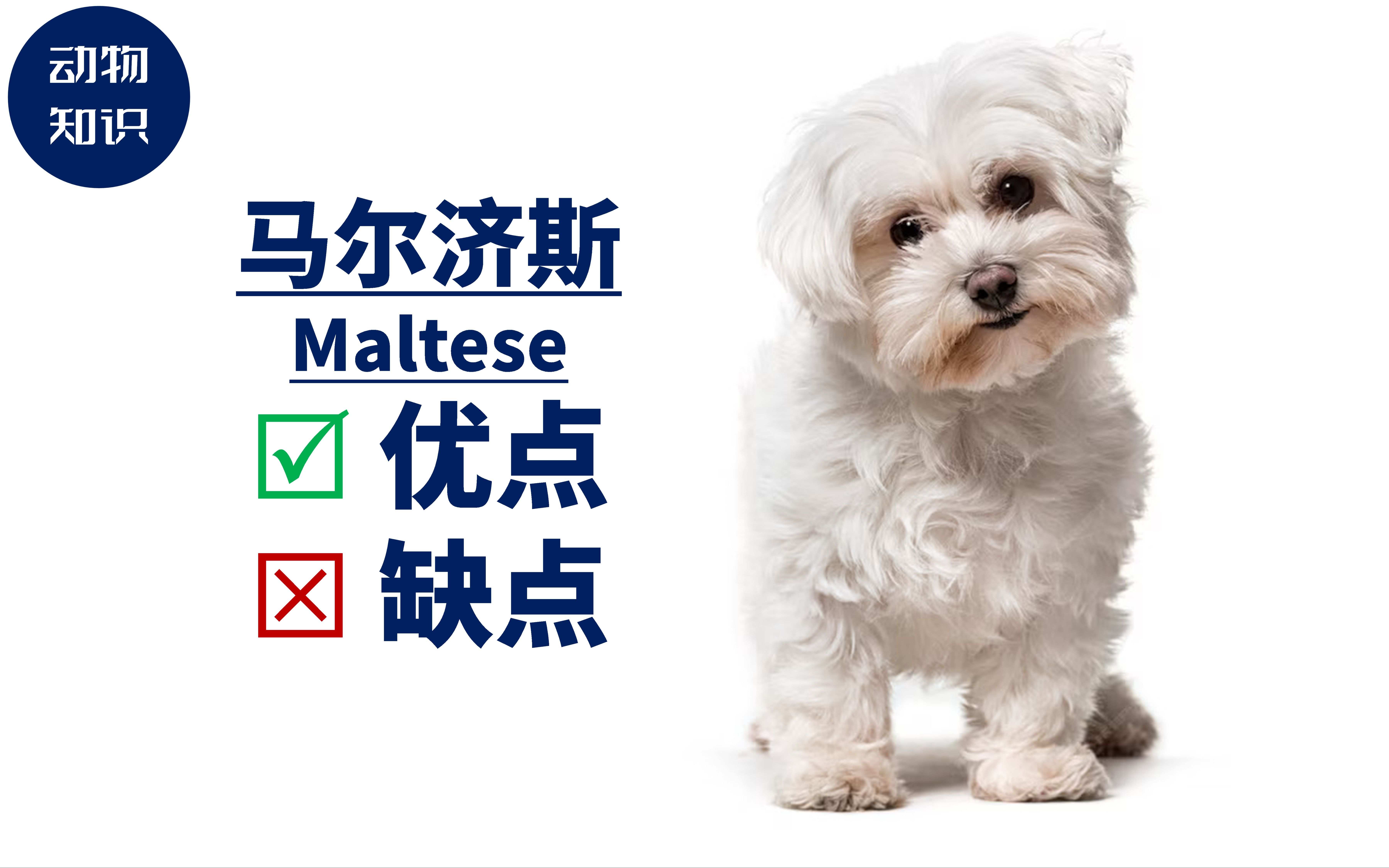 马尔济斯犬：优点&amp;缺点！