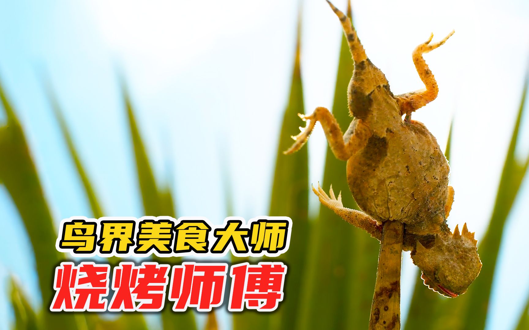 伯劳鸟堪称鸟界“美食大师”，喜欢用太阳烤肉串吃