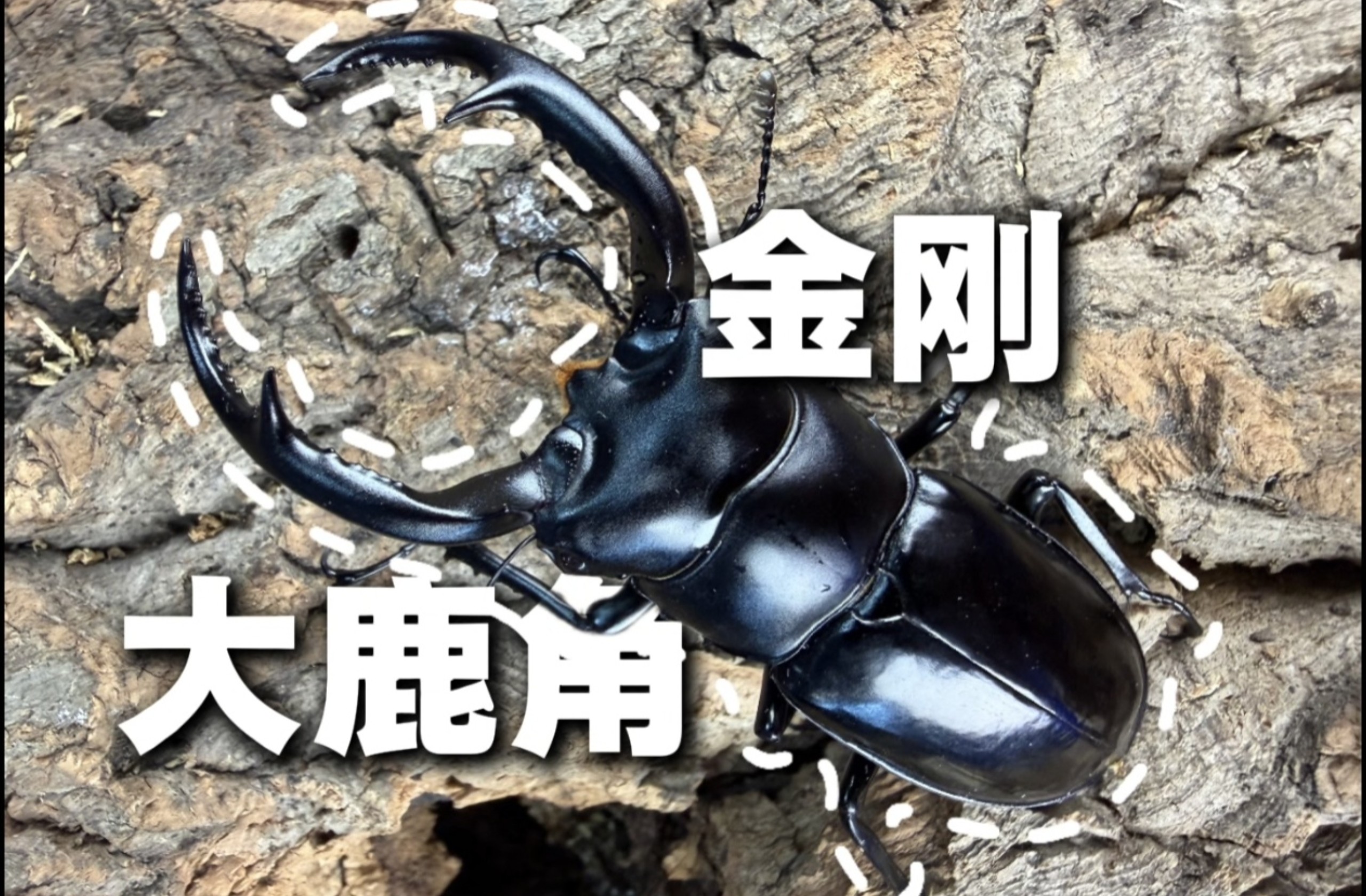 【虫派日记】金刚大鹿角 甲虫世界的顶点