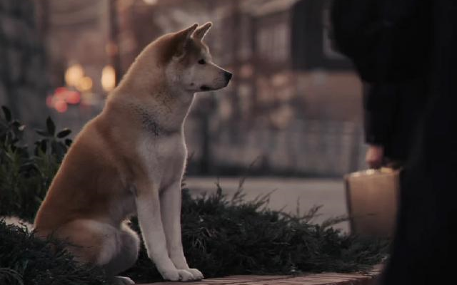 Hachi: A Dog's Tale