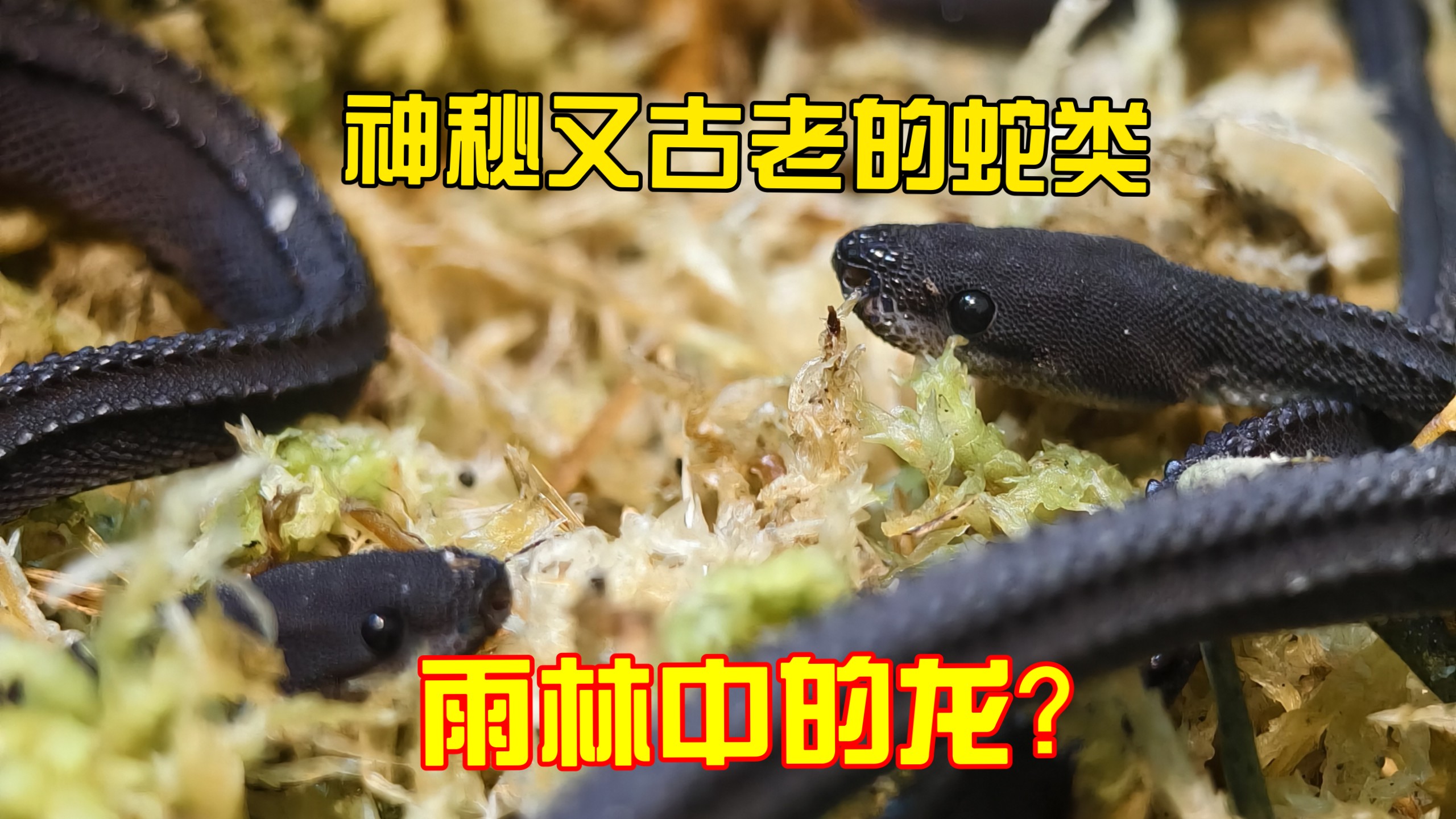 稀有爬行动物分享之“龙蛇”爪哇闪皮蛇