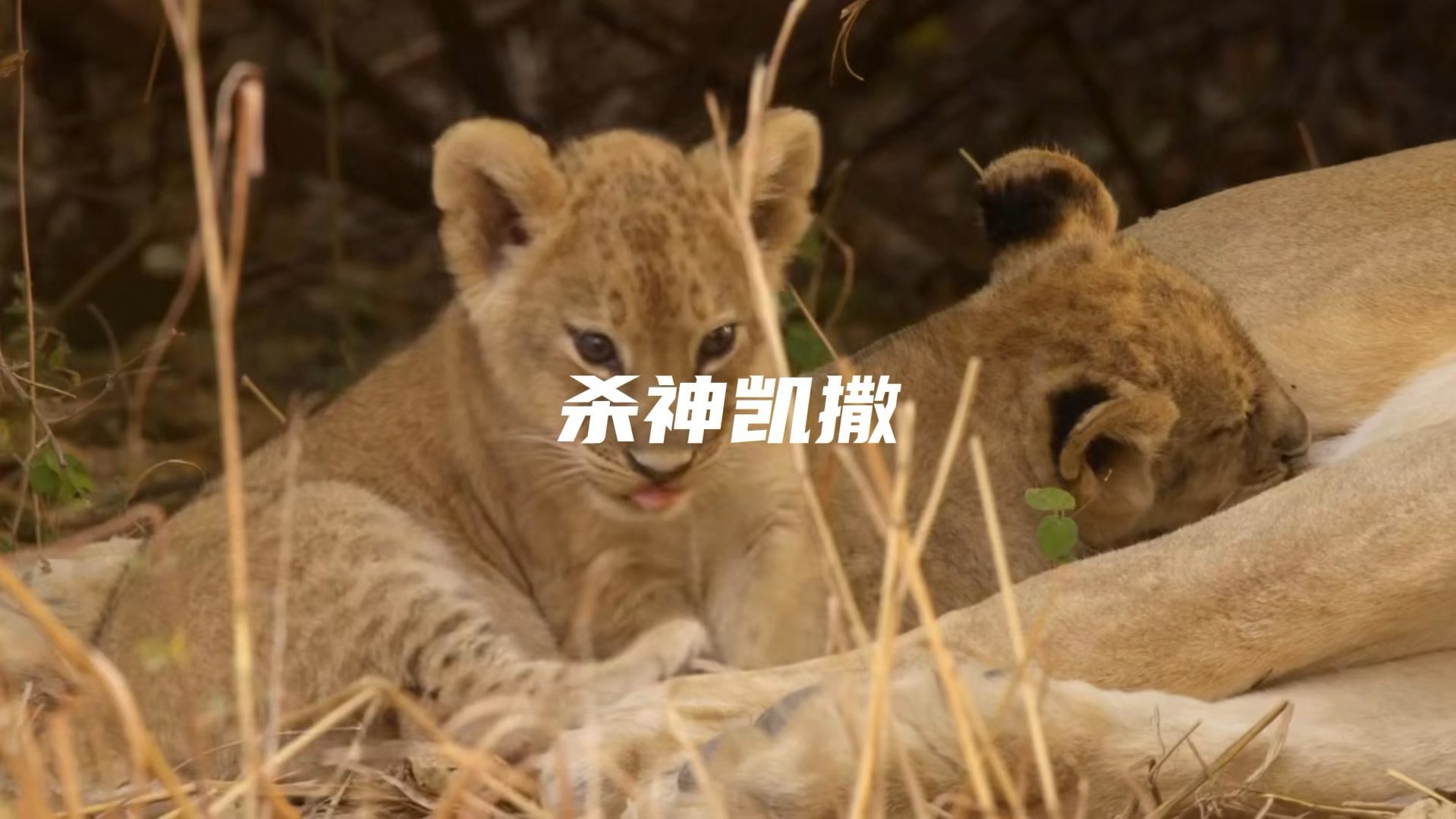 谁能想到，小时候总被欺负的小家伙，将来会成为传奇狮王呢