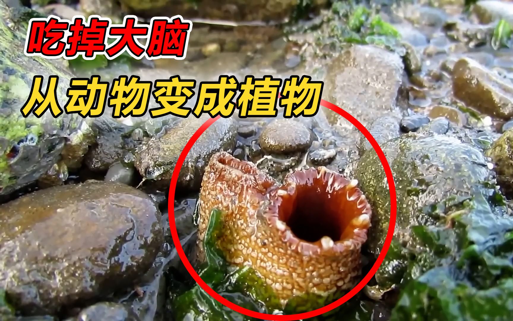 地球上最神奇的动物，定居以后直接吃掉自己大脑，从动物变成“植物”