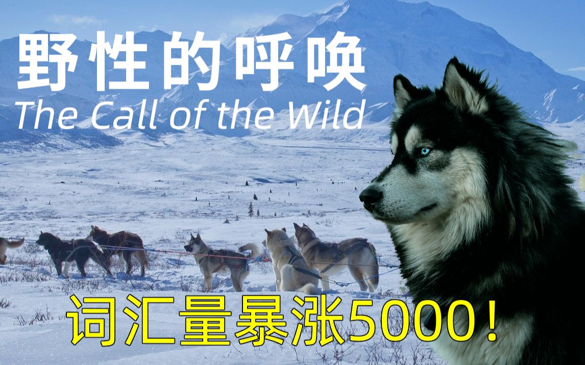 【英语原著精读】野性的呼唤|耗时半年→音标+查词+带读+翻译！