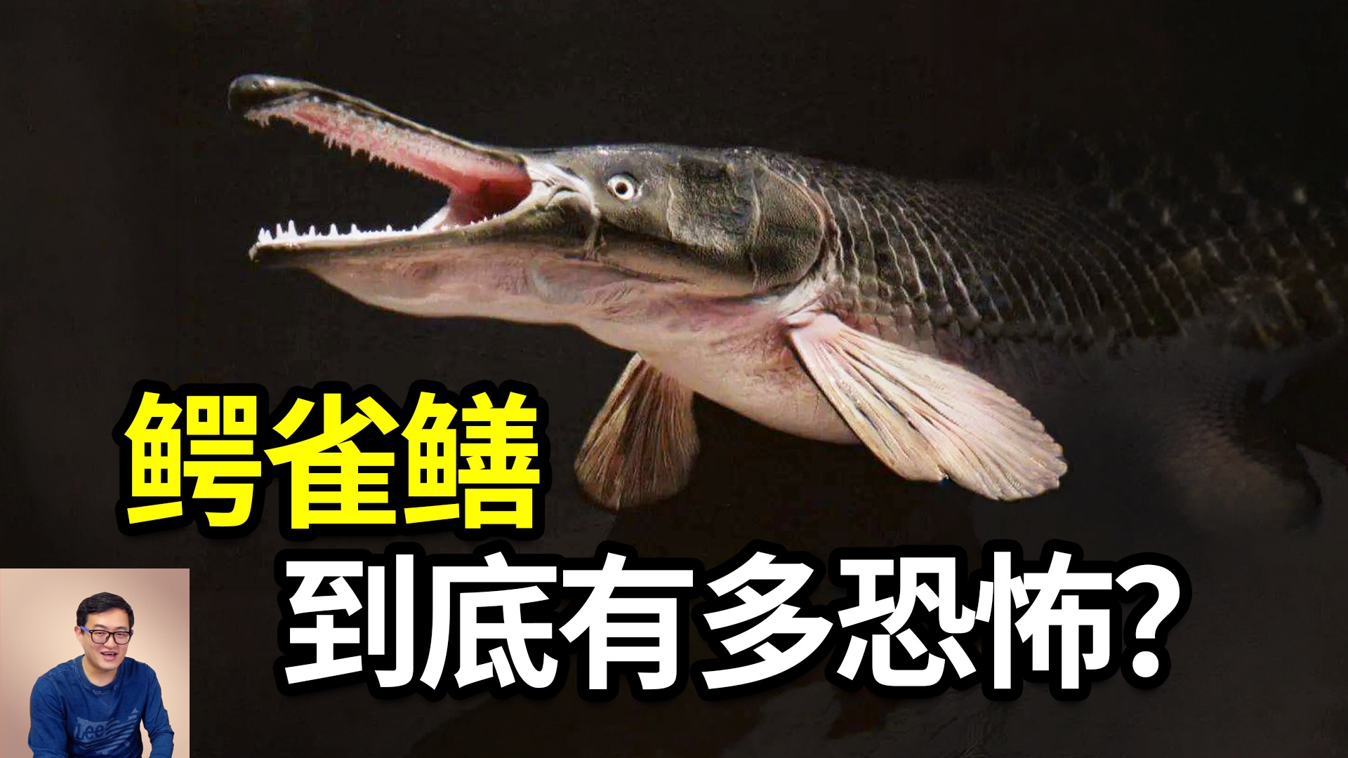 为了抓一条鱼抽干一个湖！鳄雀鳝到底有多恐怖？3米多长，150公斤重，能活90岁！千万别再“放生”了，虽然有点好吃……