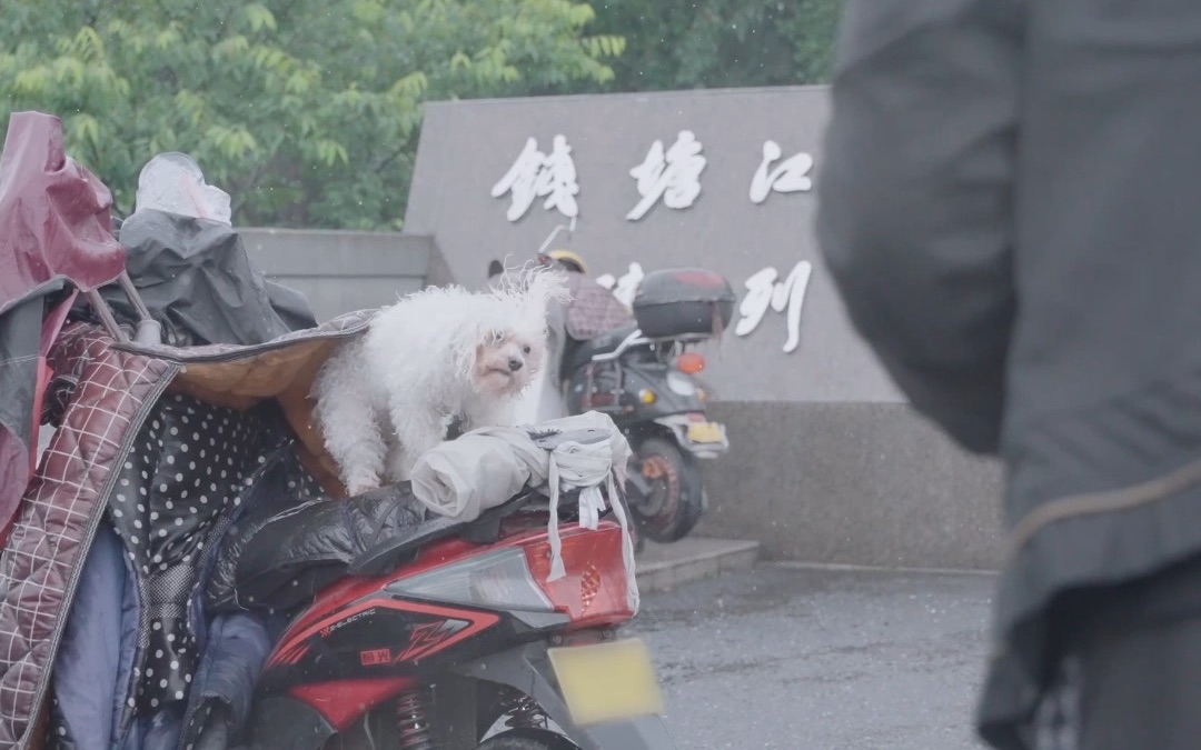 小狗不能上救护车差点成野狗